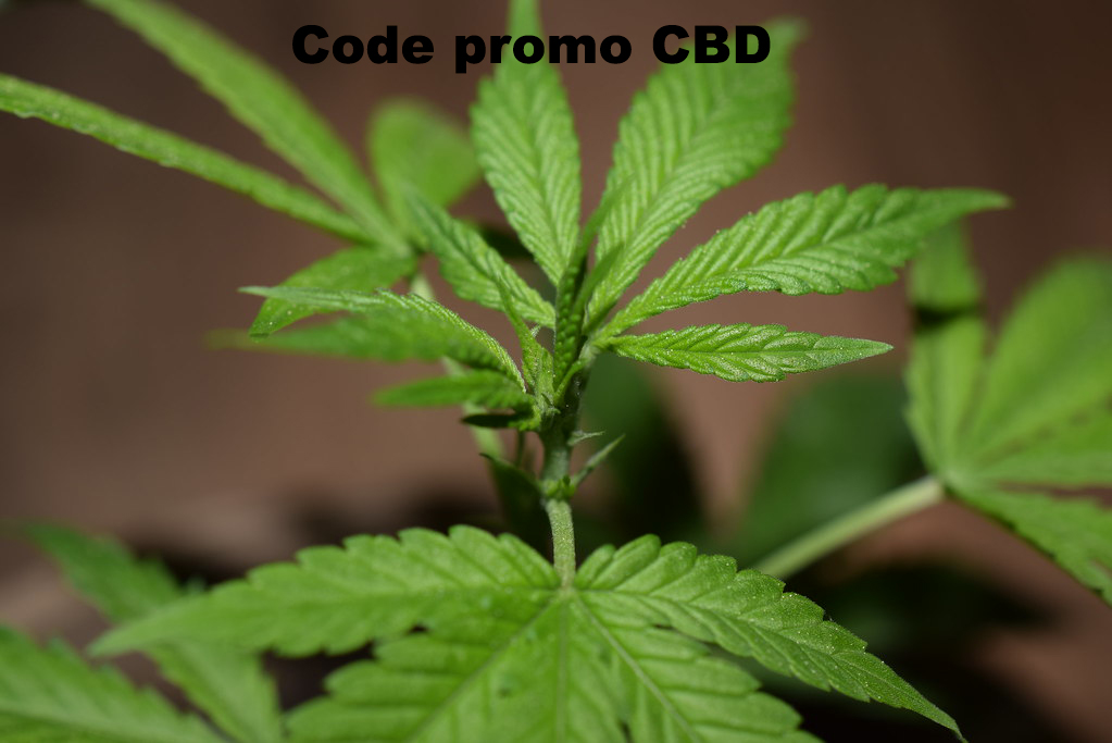 Code promo CBD